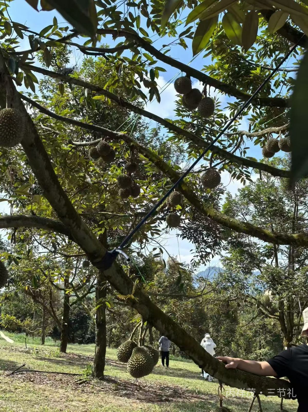 马来西亚文冬休闲农场成片猫山王榴莲种植树，榴芒一刻中秋榴莲月饼源头原料产地实拍