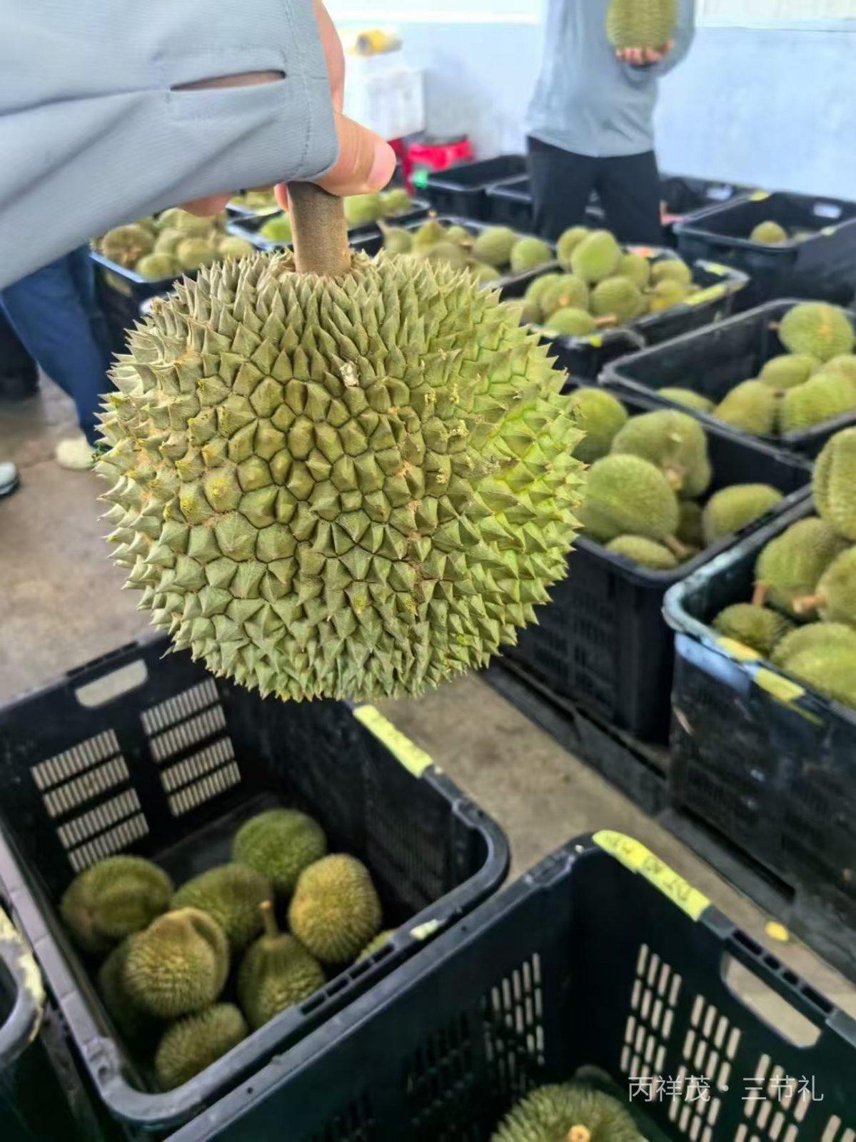 彭亨州文冬果园成熟猫山王榴莲鲜果，榴芒一刻品牌专属原料种植基地实拍
