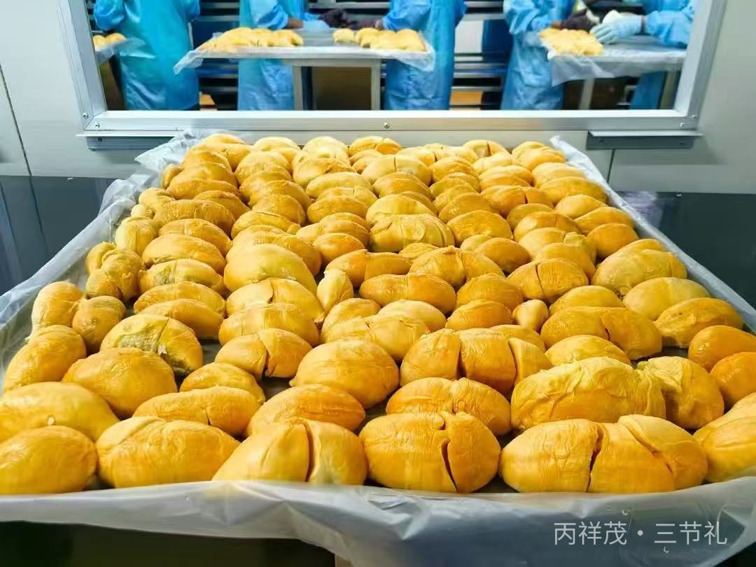 马来西亚文冬农场筛选分装猫山王榴莲果肉，供应榴芒一刻中秋榴莲月饼源头生产实拍