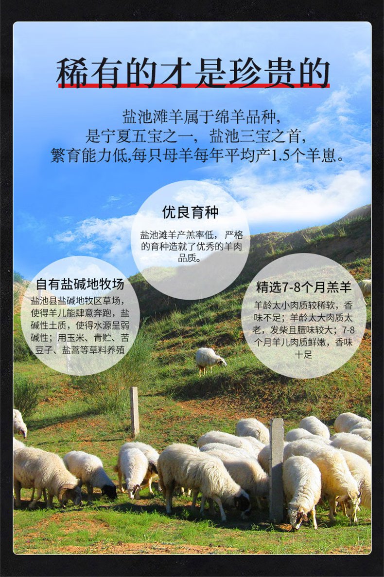 B款