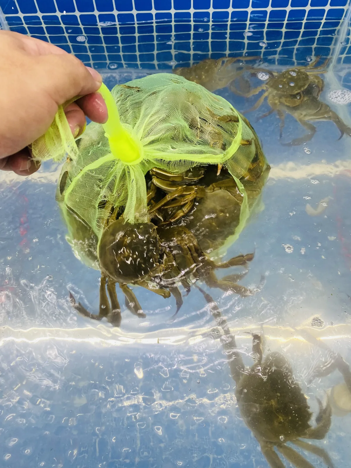 店内活蟹水箱实拍，门店每日到货蓄养的鲜活大闸蟹